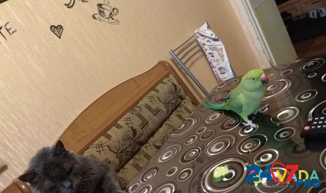 Ожереловый попугай Tver - photo 8