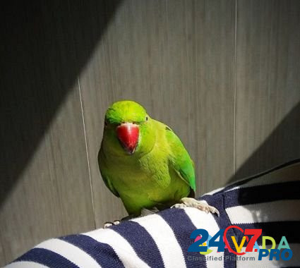 Ожереловый попугай Tver - photo 1