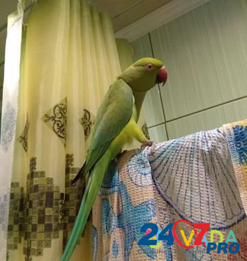 Ожереловый попугай Tver - photo 4