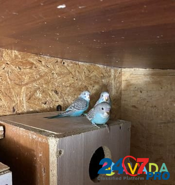 Попугаи волнистые молоденькие домашнего разведения Dzerzhinsk - photo 4