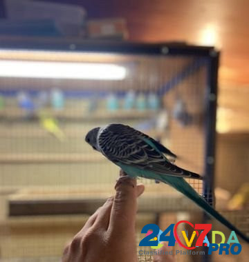 Попугаи волнистые молоденькие домашнего разведения Dzerzhinsk - photo 5