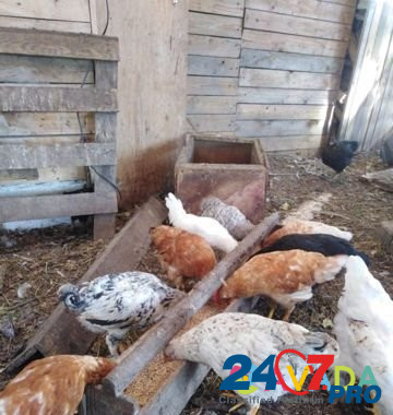 Цыплята Novyye Zori - photo 1