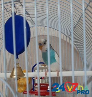 Волнистый попугай Среднеуральск - изображение 2