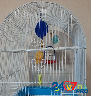 Волнистый попугай Среднеуральск - изображение 1