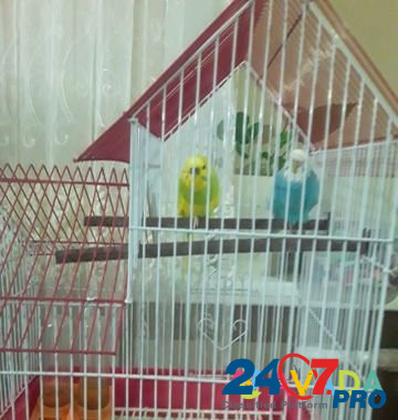 Продам двух попугайчиков неразлучников вместе с кл Иркутск - изображение 3