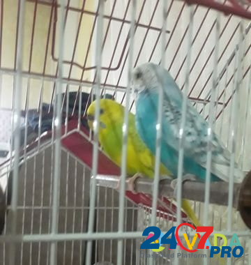 Продам двух попугайчиков неразлучников вместе с кл Irkutsk - photo 2