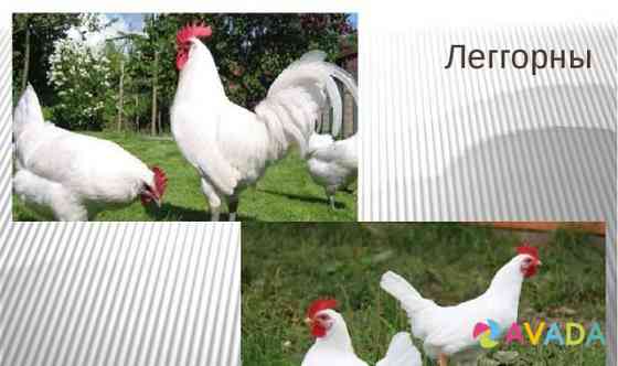 Куры Леггорн самое крупное яйцо 5 мес Smolensk