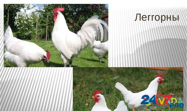Куры Леггорн самое крупное яйцо 5 мес Smolensk - photo 2