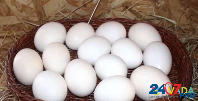Куры Леггорн самое крупное яйцо 5 мес Smolensk - photo 7