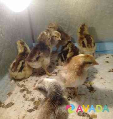 Цыплята кур Кучинской Юбилейной породы Krasnoyarsk