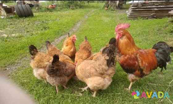 Цыплята кур Кучинской Юбилейной породы Krasnoyarsk