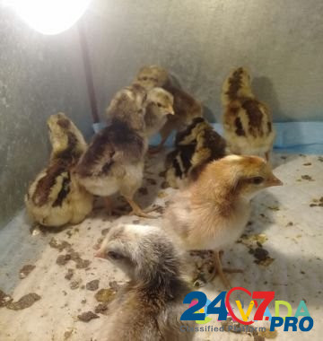 Цыплята кур Кучинской Юбилейной породы Krasnoyarsk - photo 2
