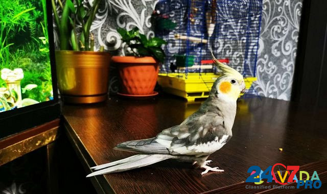 Попугай Gubkin - photo 2