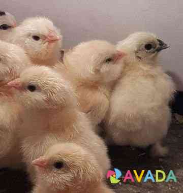 Цыплята породы Фавероль Krasnoyarsk