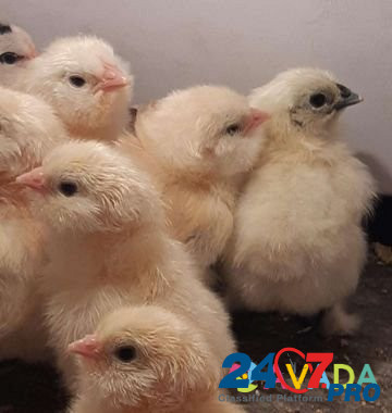 Цыплята породы Фавероль Krasnoyarsk - photo 2