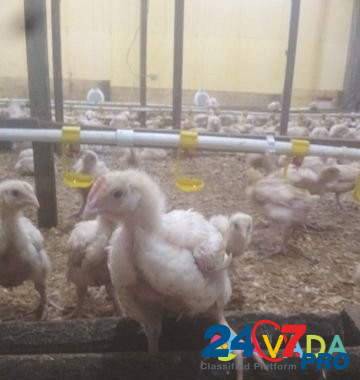 Подрощенные цыплята курочки бройлер в наличии Fedorovskoye - photo 1