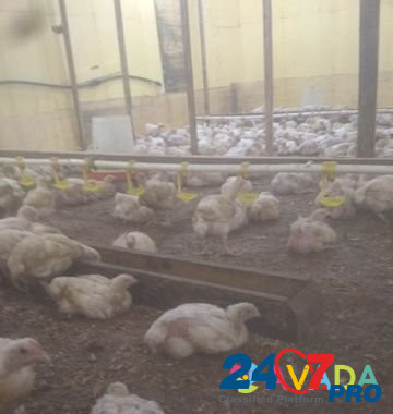 Подрощенные цыплята курочки бройлер в наличии Fedorovskoye - photo 2
