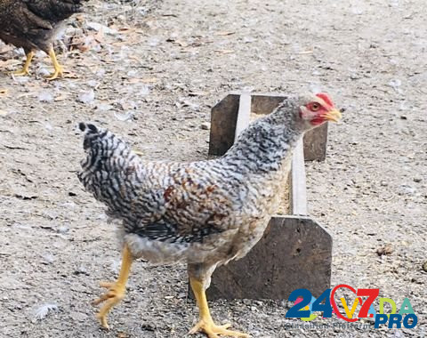 Цыплята Билефельдер Sochi - photo 2