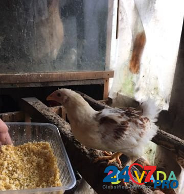 Цыплята двухмесячные Berezniki - photo 6