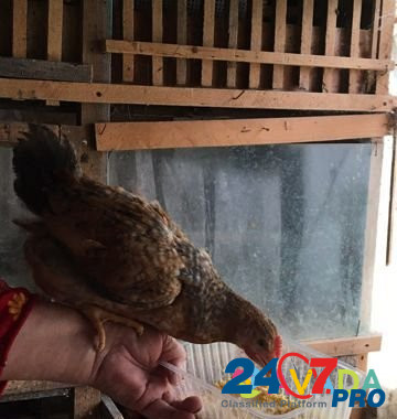 Цыплята двухмесячные Berezniki - photo 4