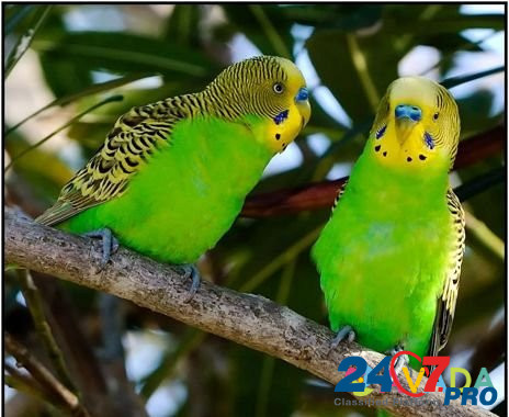 Волнистые попугаи и кореллы Tomsk - photo 1