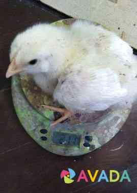 Цыплята бройлера чехия на 15 сентября Брянск