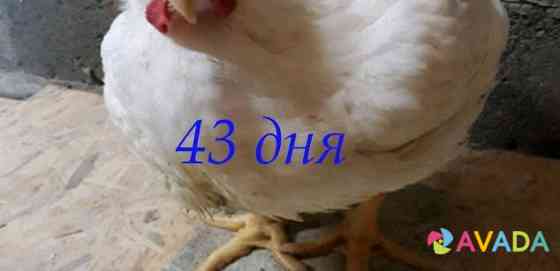 Цыплята бройлера чехия на 15 сентября Bryanskoye