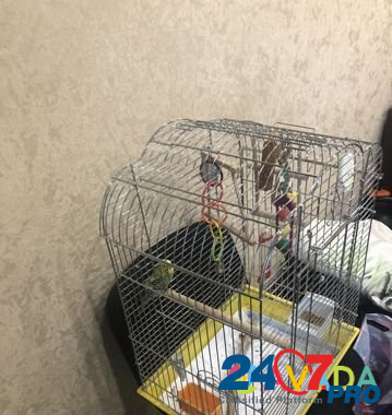 Волнистый попугайчик с клеткой Noyabrsk - photo 1