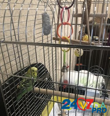 Волнистый попугайчик с клеткой Ноябрьск - изображение 3