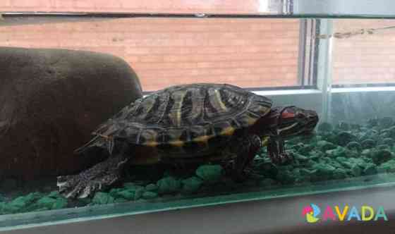 Аквариумная черепаха с аквариумом Орловский