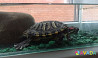 Аквариумная черепаха с аквариумом Orlovskiy