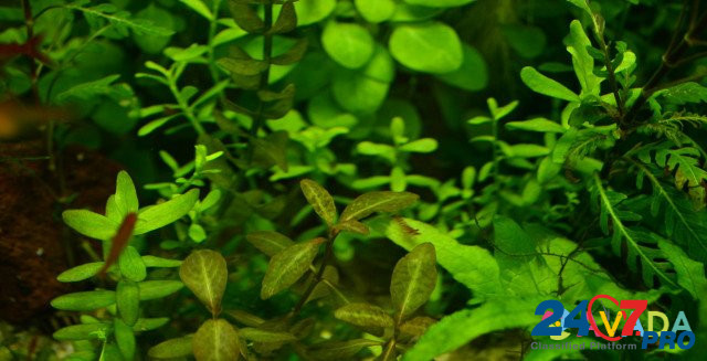 Растения для аквариума Малоярославец - изображение 6