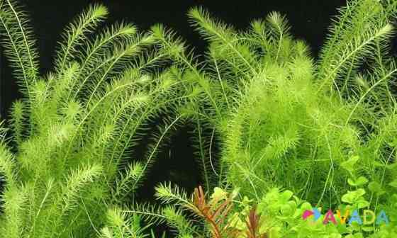 Аквариумное растение Майака речная Orel