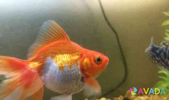 Золотая рыбка Pestretsy