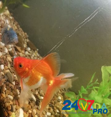 Золотая рыбка Пестрецы - изображение 3