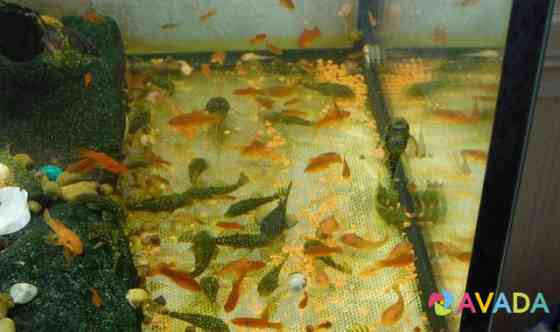 Аквариумные рыбки Yelabuga