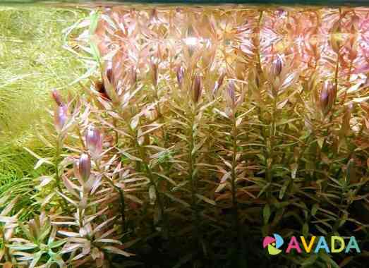 Аквариумные рыбки и растения Kaluga