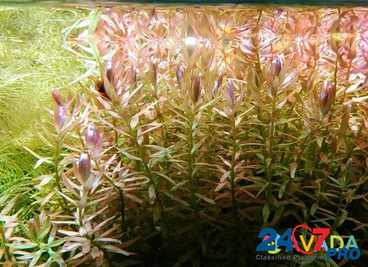 Аквариумные рыбки и растения Kaluga - photo 3