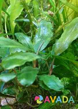 Аквариумные растения (буцефаландры и не только) Тюмень