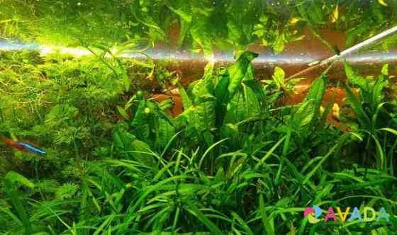 Набор растений для запуска аквариума Mytishchi