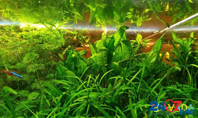 Набор растений для запуска аквариума Mytishchi - photo 3