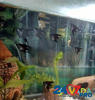 Скалярии,грот в аквариум Rezh - photo 1