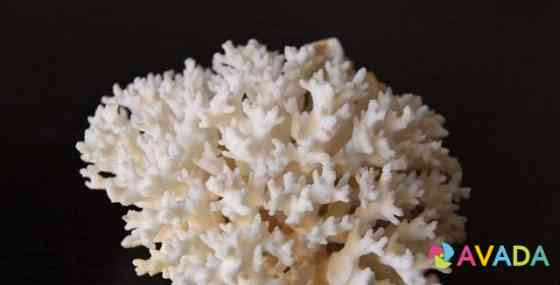 Морские кораллы Геленджик