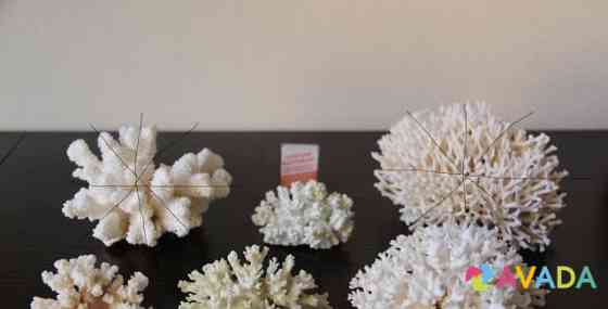 Морские кораллы Gelendzhik