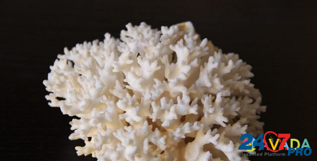 Морские кораллы Геленджик - изображение 2