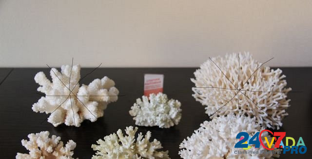 Морские кораллы Геленджик - изображение 1