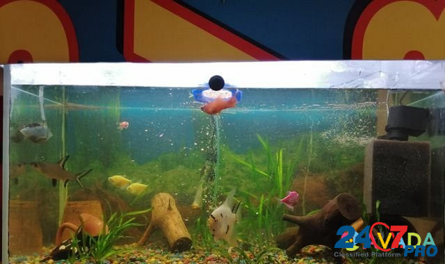 Аквариум с рыбками Краснодар - изображение 2