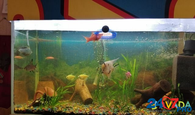 Аквариум с рыбками Краснодар - изображение 1