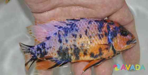 Аквариумная рыба (Малави) Samara