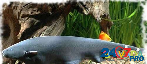 Рыба Аптеронотус белолобый или черный нож Sarapul - photo 1
